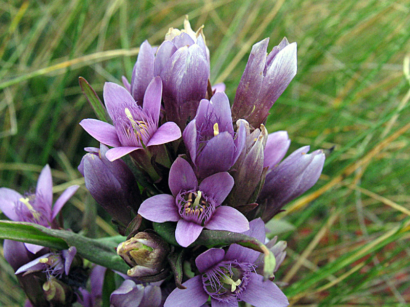 Gentianella engadinensis (W,) Holub /Genzianella d''Engadina